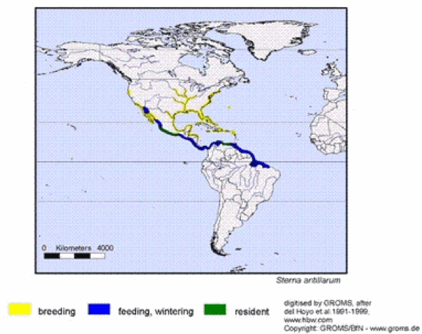 Map of Least Tern Range