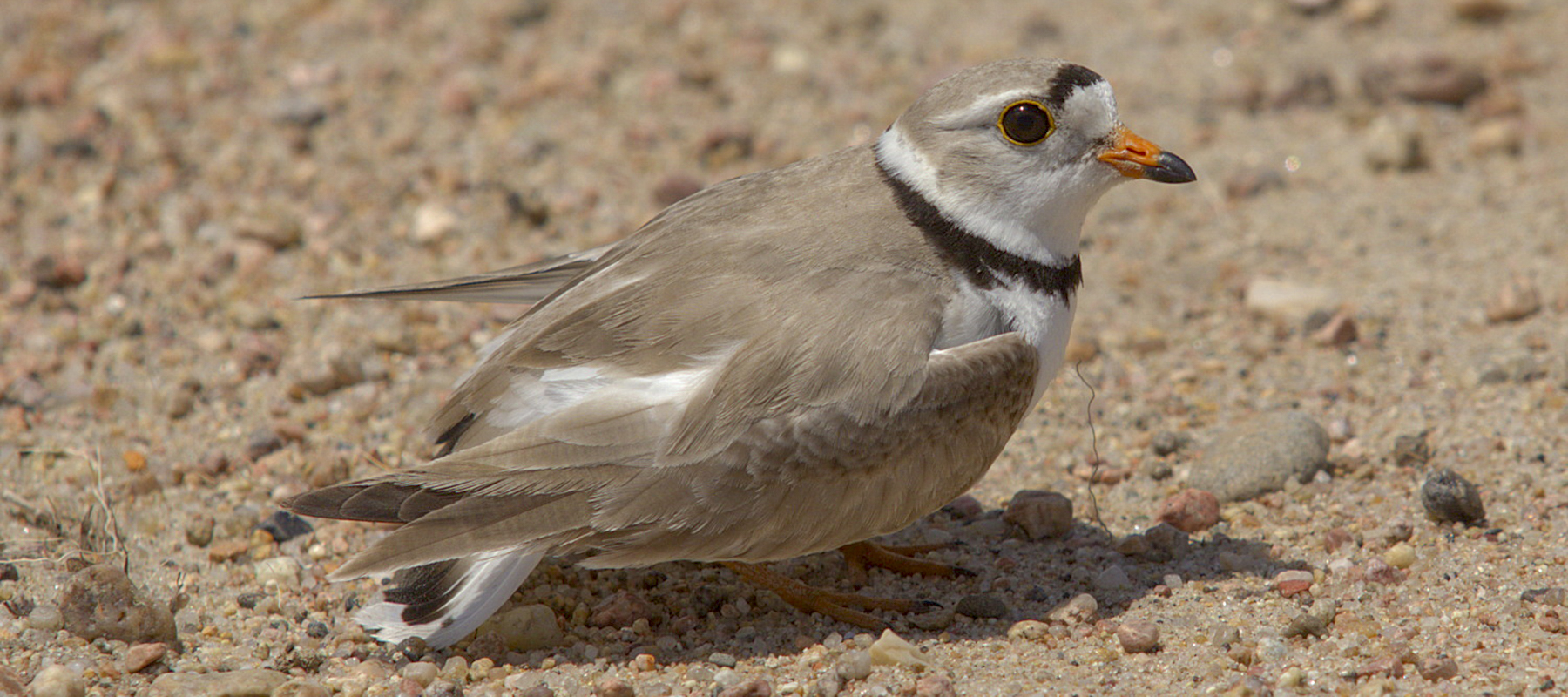 Image of piping plover
