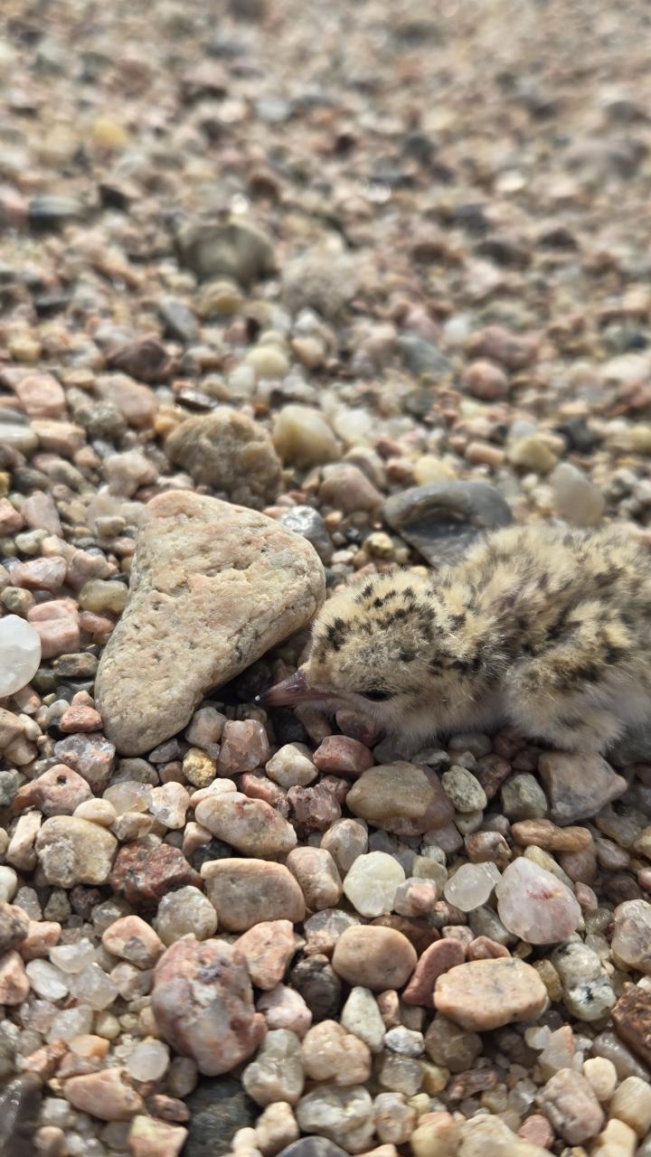 A downy least tern chick camouflaged against sand and small stones.