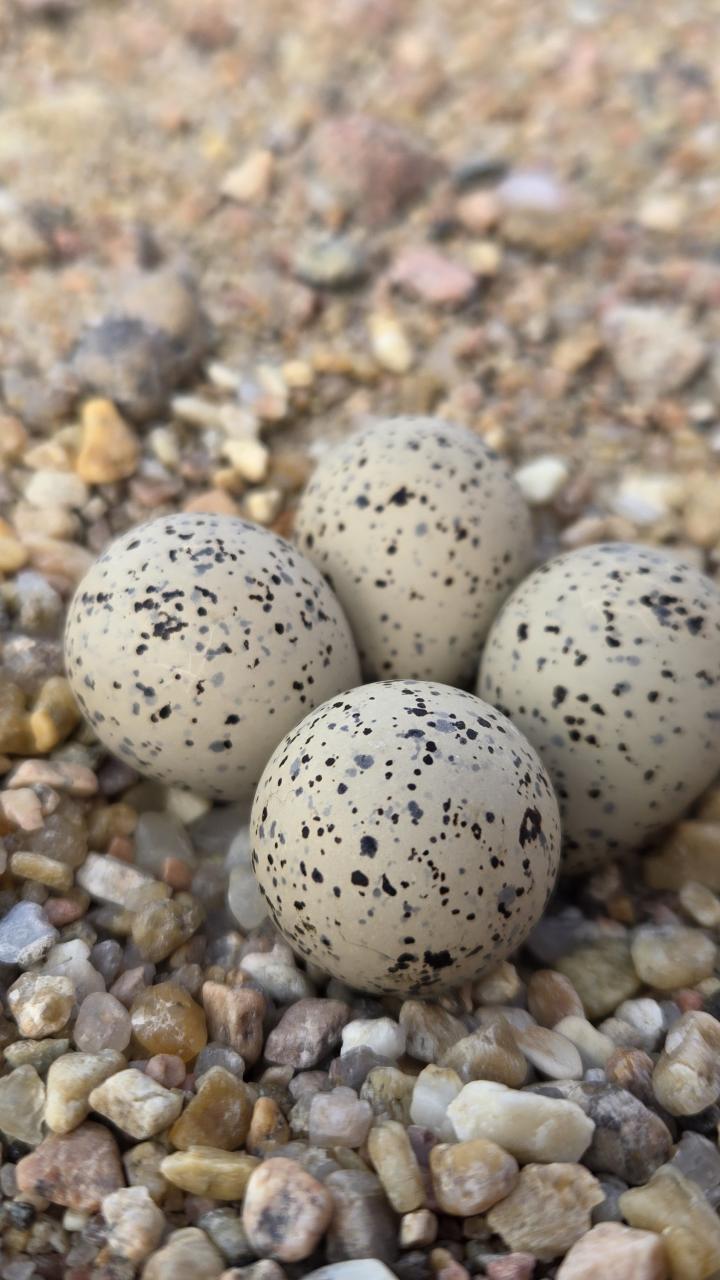 Four speckled piping plover eggs resting in a shallow nest on coarse gravel.