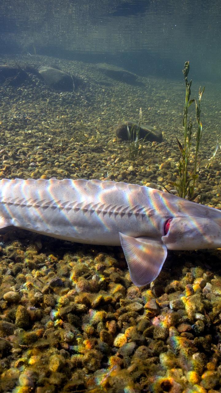 Pallid sturgeon swimming on the bottom of a river