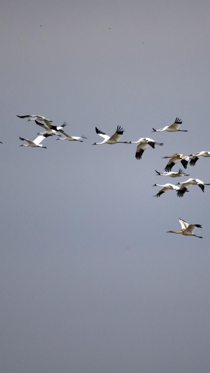 Whooping Cranes in flight