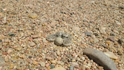 Three piping plover chicks huddled next to a speckled egg on gravel.