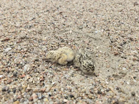 Two downy least tern chicks lying camouflaged on sandy gravel.