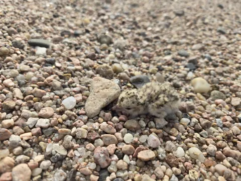 A downy least tern chick camouflaged against sand and small stones.