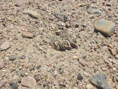 Two downy least tern chicks lying on sandy gravel.
