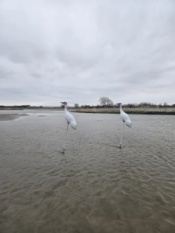 Two white whooping crane decoys stand on stakes in shallow river water under an overcast sky, with low vegetation and sandbars in the background.