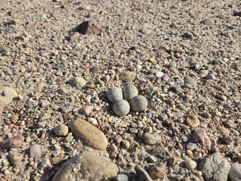 Close-up of a piping plover nest with four speckled eggs placed in a shallow scrape on a sandy, pebble-covered riverbar.