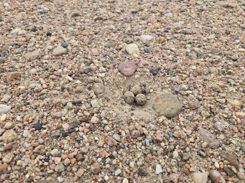 Three speckled Interior Least Tern eggs resting in a shallow nest scrape on a gravel bar.