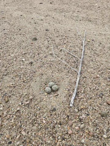 An Interior Least Tern nest containing three speckled eggs in a shallow gravel nest with a stick placed beside it for visibility.