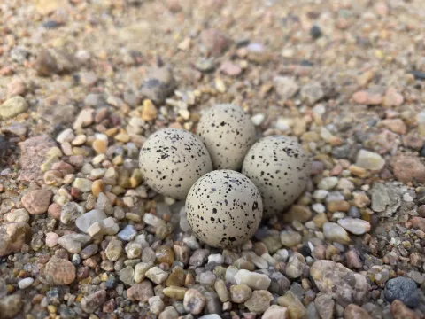 Four speckled piping plover eggs resting in a shallow nest on coarse gravel.