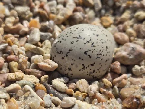 Close-up of a speckled piping plover egg on small gravel stones.