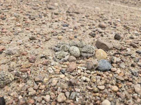 Piping plover chicks clustered next to a speckled egg on gravel.