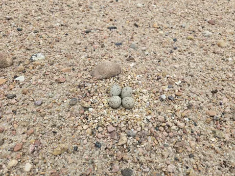 Four speckled piping plover eggs in a shallow nest on gravel.