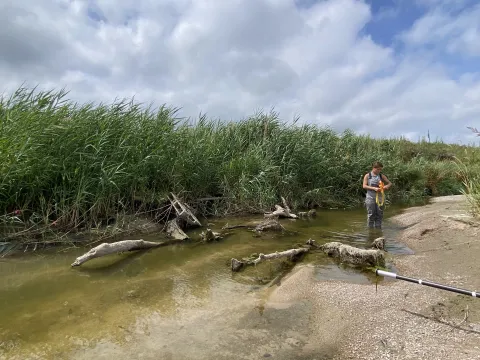 Researcher standing in shallow water beside tall phragmites during monitoring work.