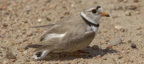 Piping Plover