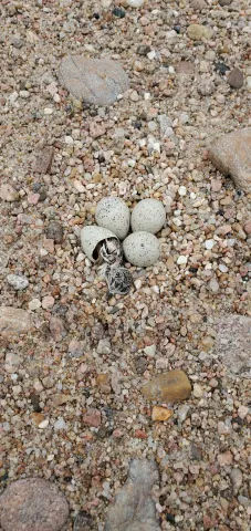 Newly hatched piping plover chick next to three speckled eggs on gravel.