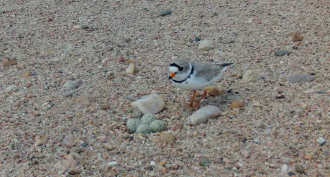 Piping Plover standing beside its camouflaged eggs on a sandy gravel nest.