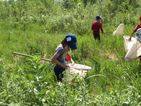 Students walking through tall grass with sweep nets during an insect survey activity.