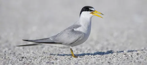 Image of Interior Least Tern