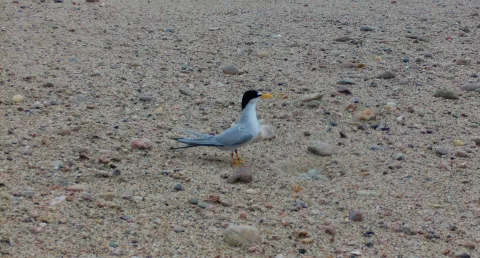 Remote-camera image of an interior least tern on sandy substrate next to its camouflaged nest.