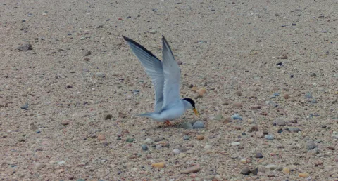 An adult Interior Least Tern stands over its nest on a gravel sandbar.