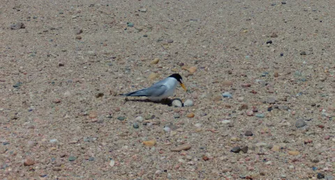 An adult Interior Least Tern leans forward to inspect its speckled eggs on a gravel sandbar.