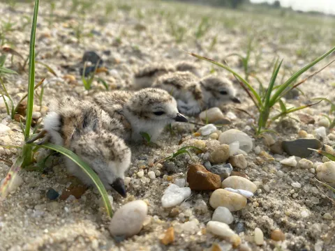 Four piping plover chicks on a sandy beach.