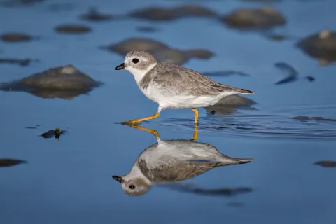 Juvenile piping plover standing on sand.