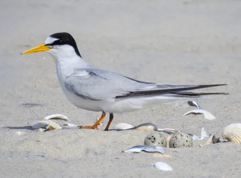 Least Tern standing beside its speckled eggs among shells on sandy beach habitat.