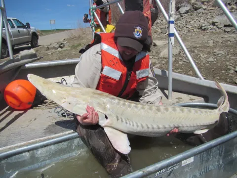 Biologist holding a pallid sturgeon during river research.