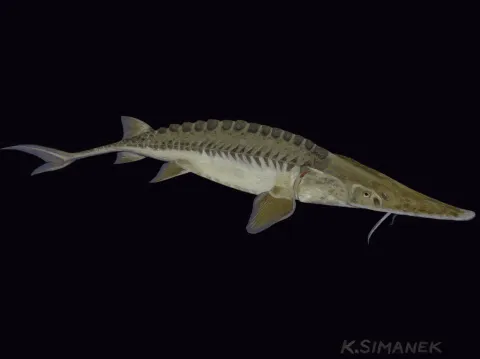 Pallid Sturgeon swimming in the deep.