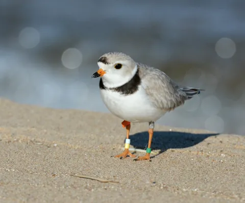 Piping plover standing on a sandy beach.