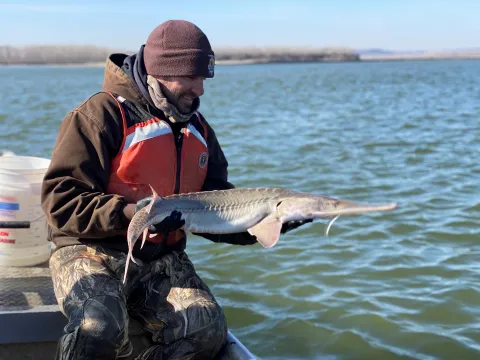Biologist releasing a pallid sturgeon into the river.