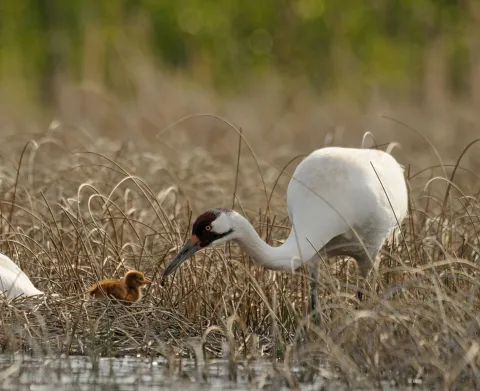 Adult whooping crane walking beside a chick in shallow wetlands.