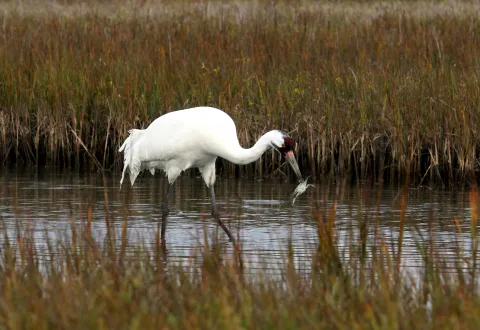 Whooping crane eating a blue crab in shallow water.