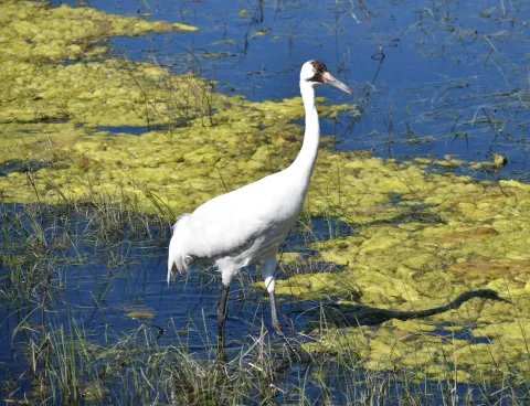 Whooping crane standing in shallow wetland water.
