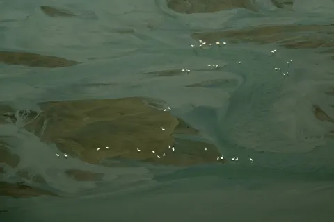 Aerial view of whooping cranes standing on sandbars in shallow river water.