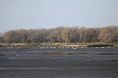 Whooping cranes standing and foraging on shallow river flats with trees in the background.