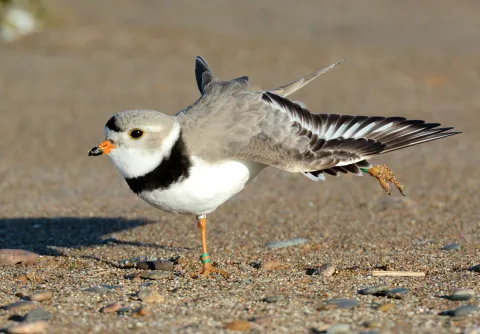 A banded piping plover stretches its wings on a gravel beach