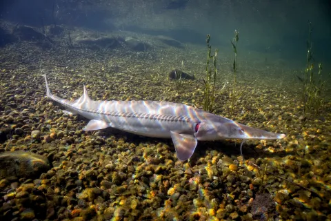Pallid sturgeon swimming on the bottom of a river