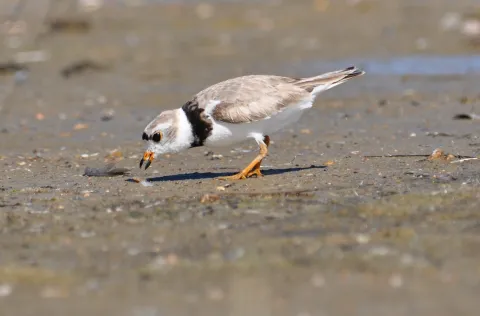 Piping plover foraging on beach