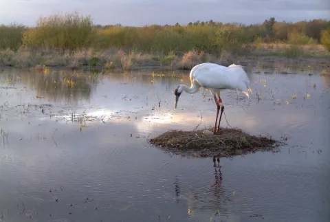 Whooping crane standing on a nest in shallow water.