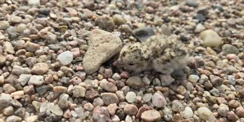 A downy least tern chick camouflaged against sand and small stones.