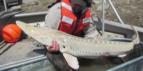 Biologist holding a pallid sturgeon during river research.