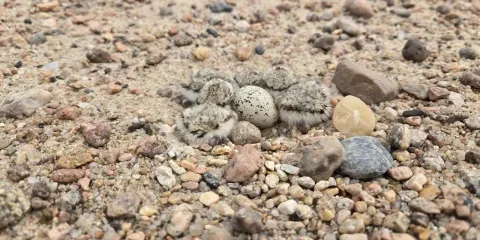 Piping plover chicks clustered next to a speckled egg on gravel.