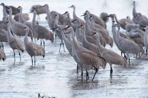 Sandhill cranes migrating over a Partners for Fish and Wildlife restoration site along the central Platte River.