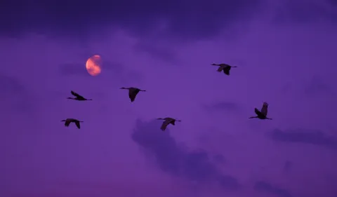 Sandhill cranes flying across the moon at Valentine National Wildlife Refuge.