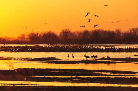 Hundreds of sandhill cranes flying over the Platte River during migration in central Nebraska.