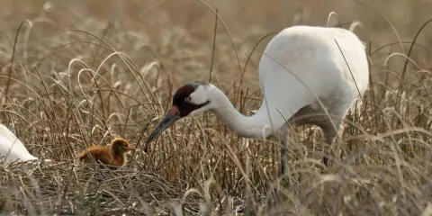 Adult whooping crane walking beside a chick in shallow wetlands.
